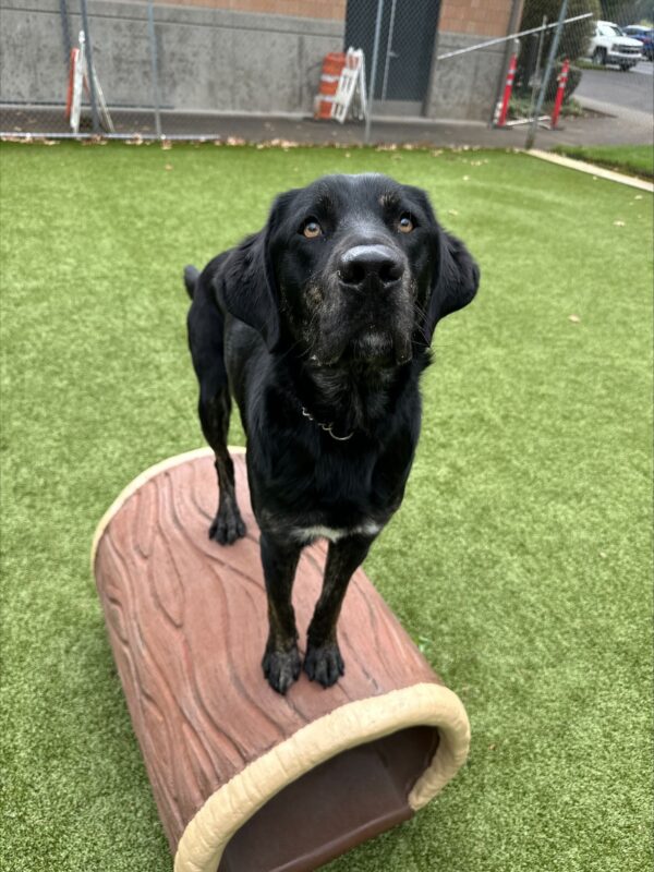 Picard, a male brindle lab, stands on a faux log looking up towards the camera.
