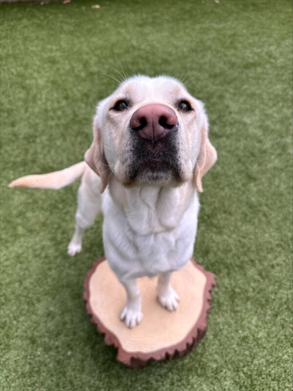 Vonny has his two front feet up on a faux tree stump in a free run area. He is looking up towards the camera.