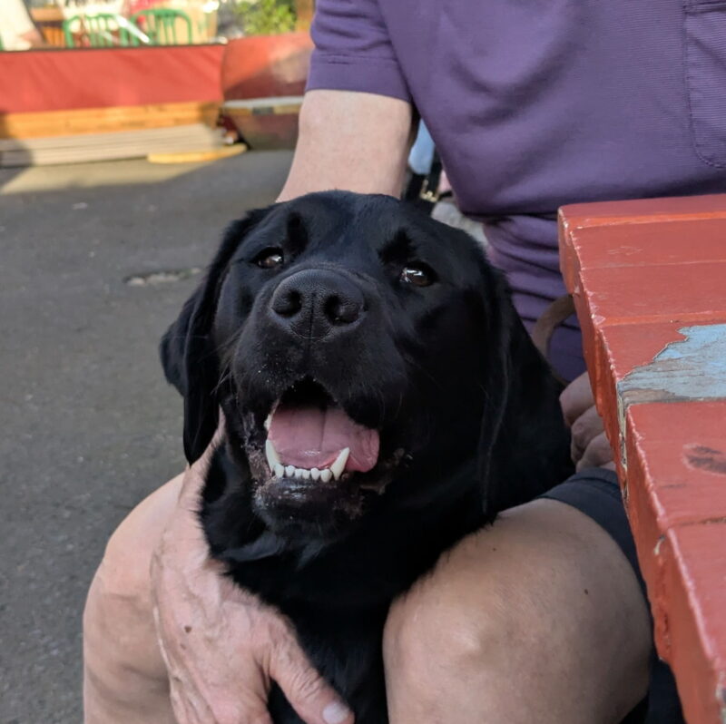 Lace, a joyful black Lab, sits contentedly between her handler’s legs, soaking up some well-deserved pets. Her face is lit up with a big, happy smile.