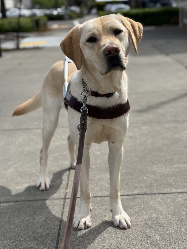 Finnegan stands while wearing his guide dog harness, a slight tilt to his head and an astute expression on his face.
