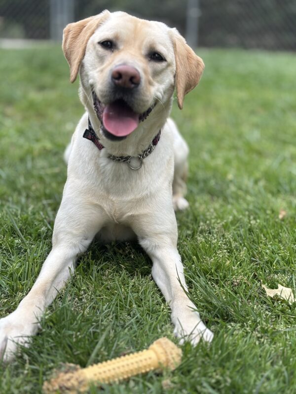 Finnegan lays off leash in the grass of an enclosed play yard. He is looking at the camera with his mouth open and relaxed as if smiling, a nylabone in the foreground.
