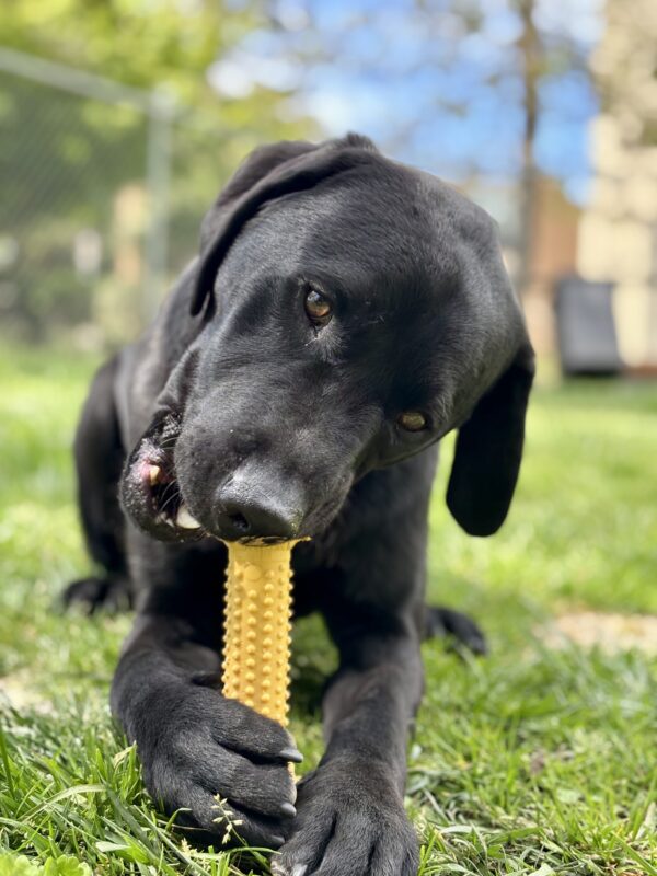 Missoula lays off leash in the grass of an enclosed play yard. He is gnawing on a yellow nylabone toy, head tilted, as he holds it with his front paws. His eyes glance at the camera.