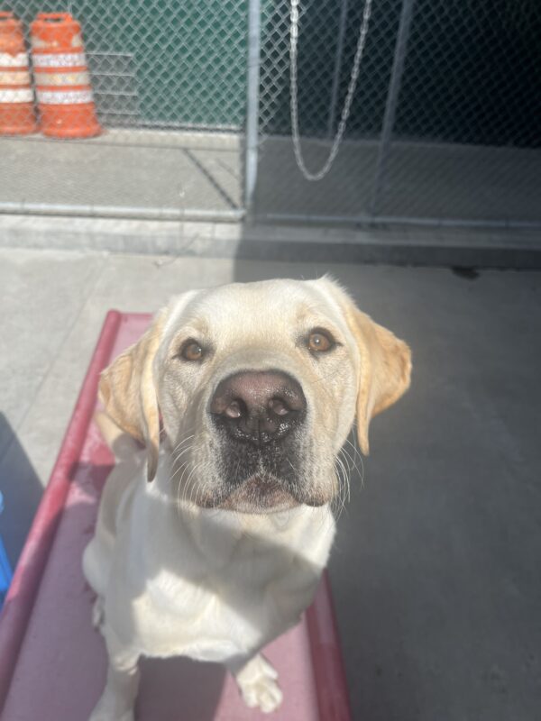 Adrian is pictured sitting on a red play structure and looking up at the camera.