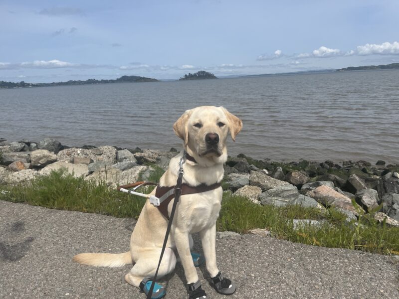 Adrian is pictured wearing his harness and booties. He is sitting on a trail in front of the Bay.