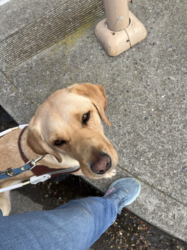 Julissa is pictured in her harness with her front paws on a curb.