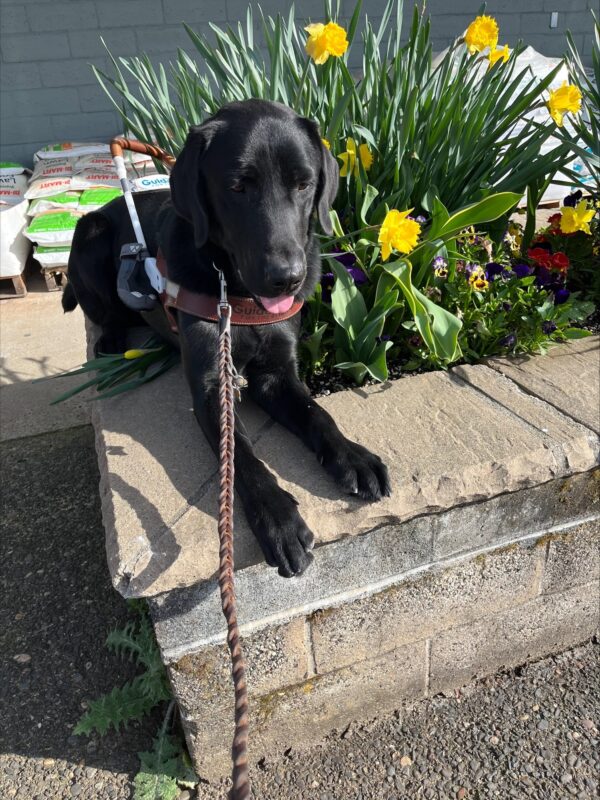 Ryan, Black Labrador Retriever Male is pictured laying in harness on a grey stone planter bench alongside some blooming yellow daffodils.