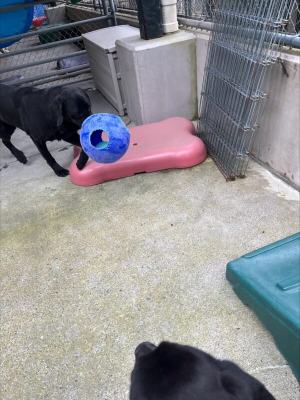 Ryan Black Labrador Retriever Male is pictured in Community Run carrying his favorite toy, a blue, Jolly Ball. Despite it being tipped up, seemingly blocking his face, he is trotting confidently past a red bone shaped platform as he aims for the blue ramp.