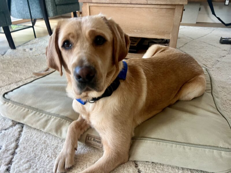 <p>Yellow lab Jacinda lies down on a brown bed in a living room with furniture in the background. She is looking at the camera with a curious expression.</p>