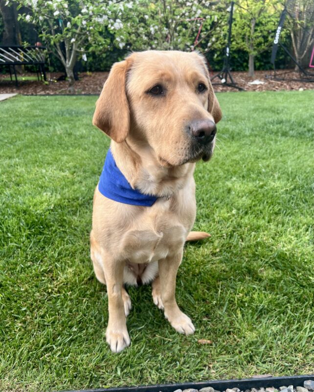 <p>Yellow lab Jacinda sits on a green lawn in front of some trees. She is wearing a blue scarf and looking off to the side of the camera.</p>