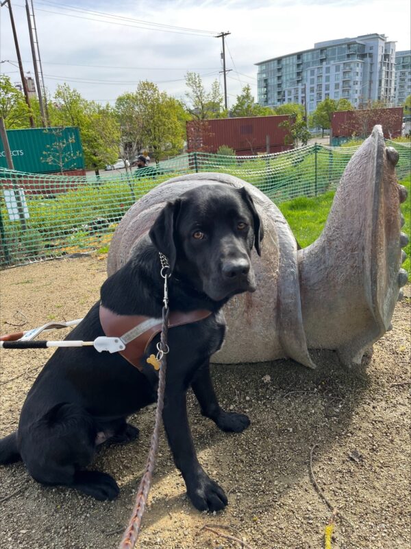 Channing- Black Labrador Retriever Male is pictured in harness sitting facing the camera at an angle in front of a metal sculpture of a very large snail in a city park in Portland