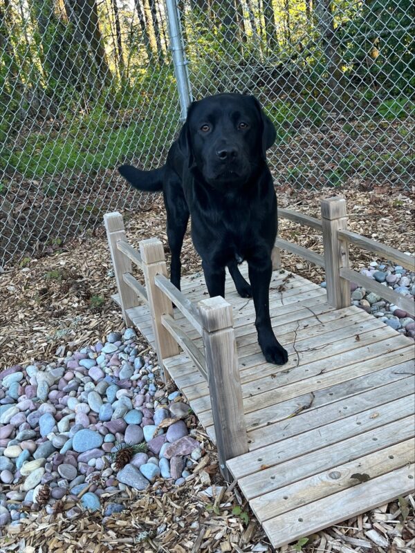 Channing (Black Labrador Retriever, Male) is pictured facing the camera on a small, wooden landscaping bridge arching over a stone