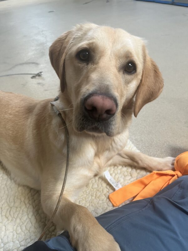 Amira is pictured laying on a fleece mat on tie-down with her handler. She has an orange soft toy and is laying with her paw on her handler’s leg.