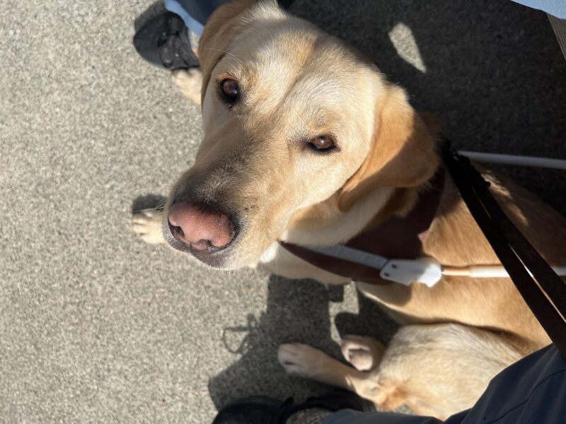 Amira is pictured wearing her harness while settled at a destination. She is laying down and looking sweetly up at the camera.
