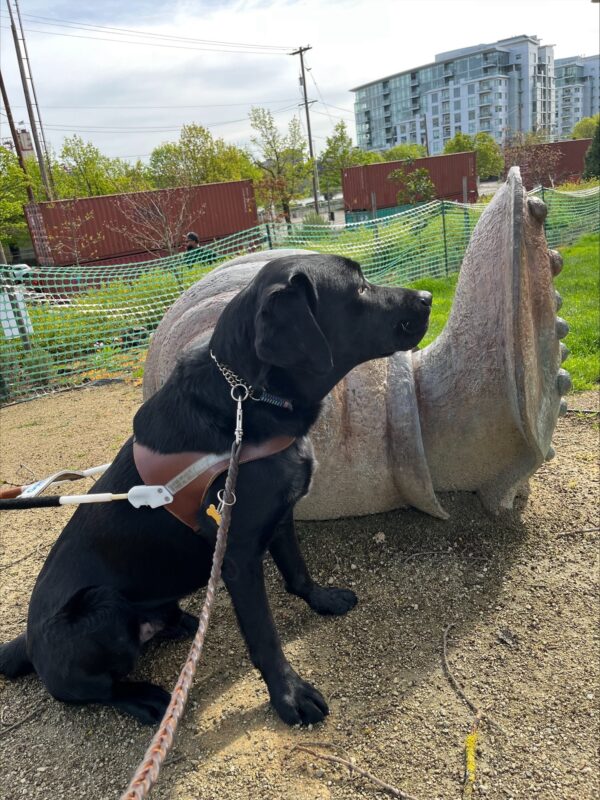 Trilby- Black Labrador/Golden Retriever Male is pictured in harness sitting facing parallel to the camera in front of a stone sculpture of a bear in a city park in Portland.