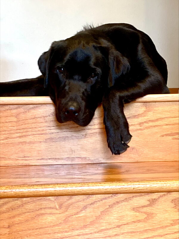 Trilby- Black Labrador/Golden Retriever Male is pictured laying at the top of the golden oak stairs in his foster home. He is draped over the top stair with one black foot showing, looking down at the camera.