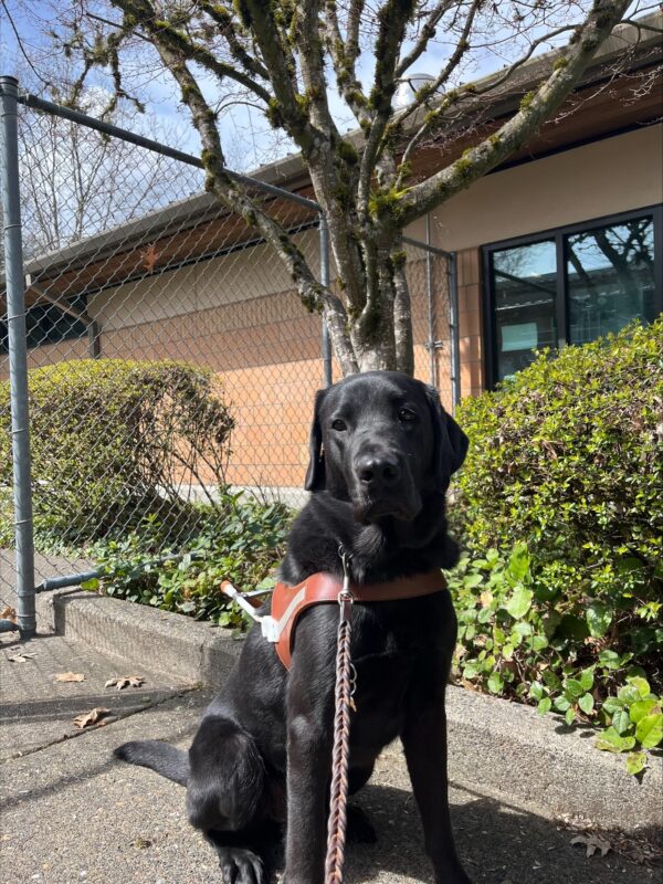 Kensington a Black Labrador Retriever Male, is pictured facing parallel to the camera sitting in harness under a winter bare Japanese maple tree. On either side of him are azalea bushes and a tall chain link fence and a brick building are in the background.