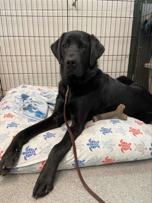 Kensington is pictured laying on a thick dog bed covered in a white and colorfully patterned sheet with grey, blue and red turtles.  He is facing toward the camera and has a chew bone tucked under one elbow.