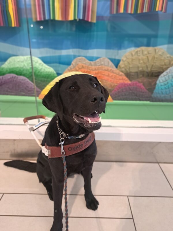 Milagro, a male black Labrador retriever, is wearing his guide dog harness while sitting in front of a rainbow colored backdrop.