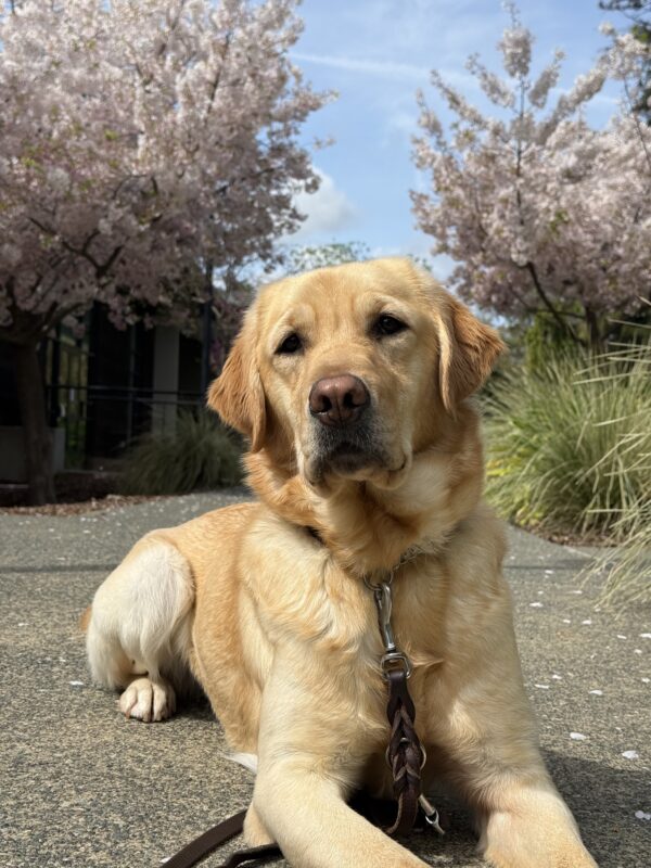 <p>Anya poses on campus in front of two cherry blossom trees in full bloom.</p>