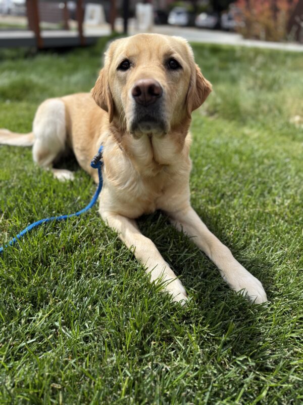 <p>Anya takes the opportunity to relax in the grass during an adventure walk.</p>