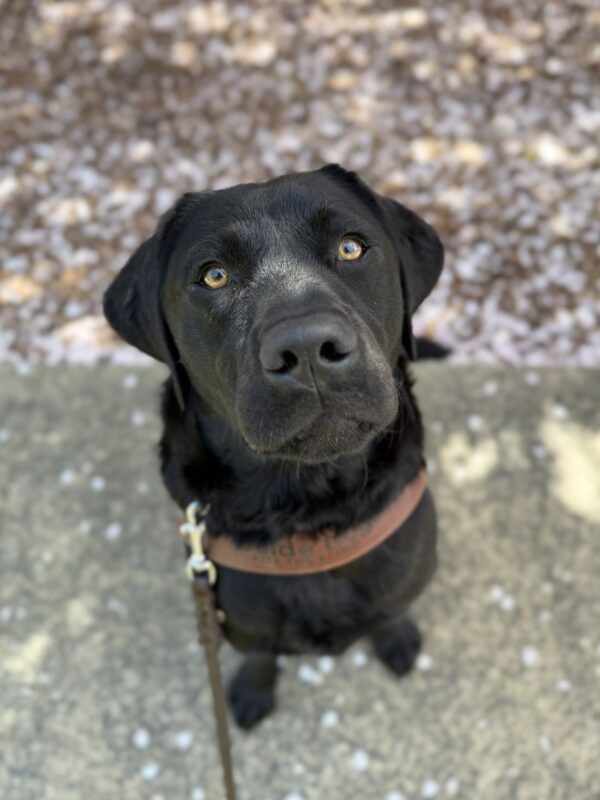 Perdita is sitting on a concrete path in her guide dog harness looking up at the camera. Behind her, the ground is covered in cherry blossom petals. 