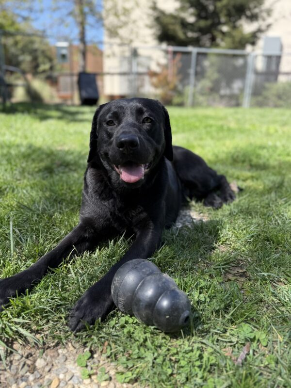 Perdita is laying down in a grass play area, with a black Kong resting on her front leg. She’s panting with her tongue slightly out, and a building and trees are in the background. 