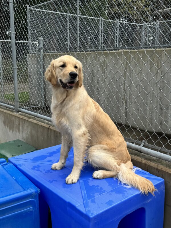 Male lab/golden cross