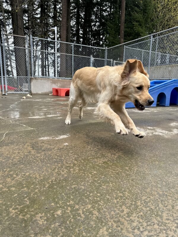 Male lab/golden cross