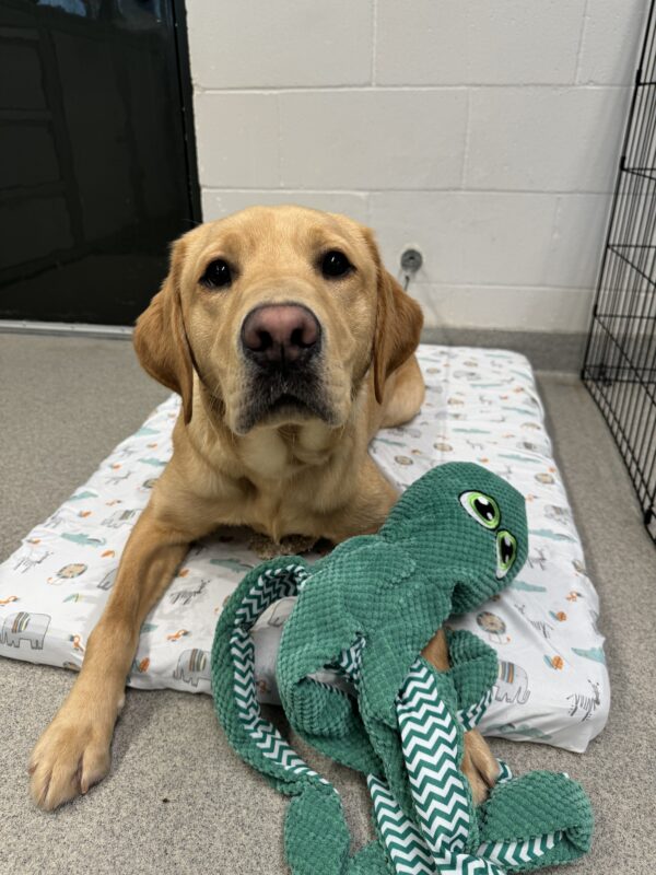 Male yellow lab