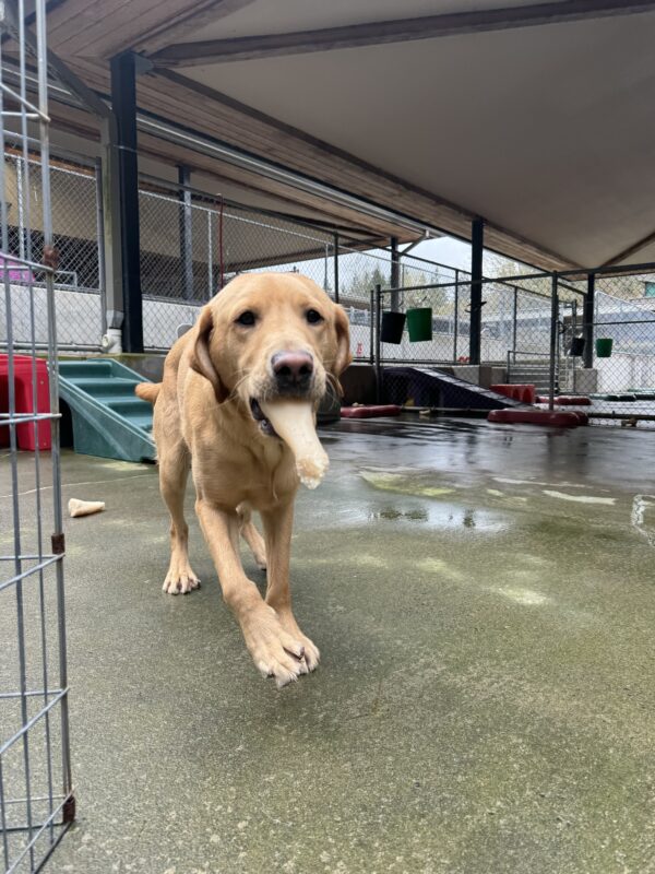 Male yellow lab