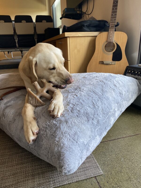 Agent relaxes on a GIANT plush dog bed. He is chewing on his favorite Nylabone, which is shaped like a fish.