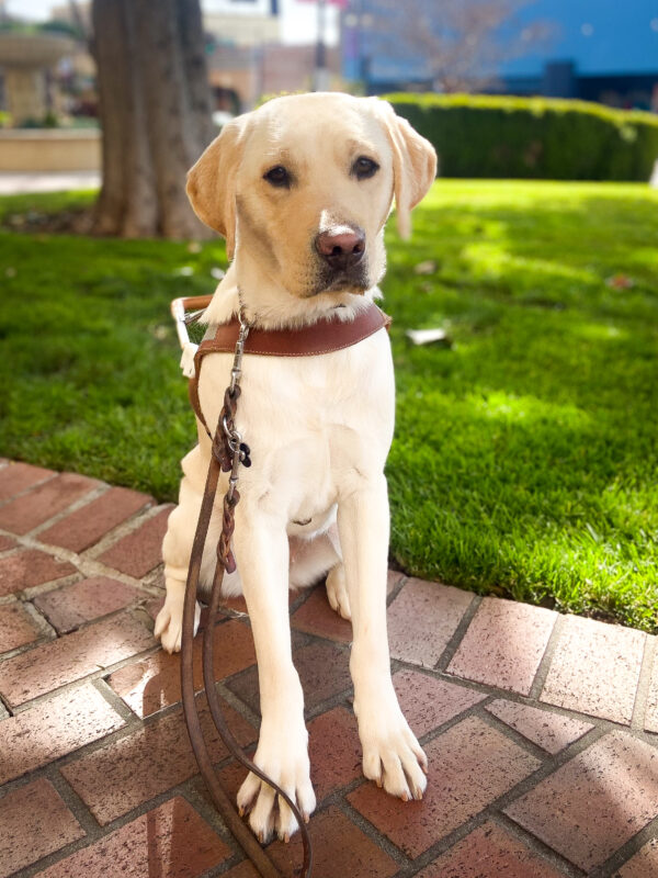 Armida, wearing a guide dog harness, sitting on brick walkway, with grass and a tree in the background.