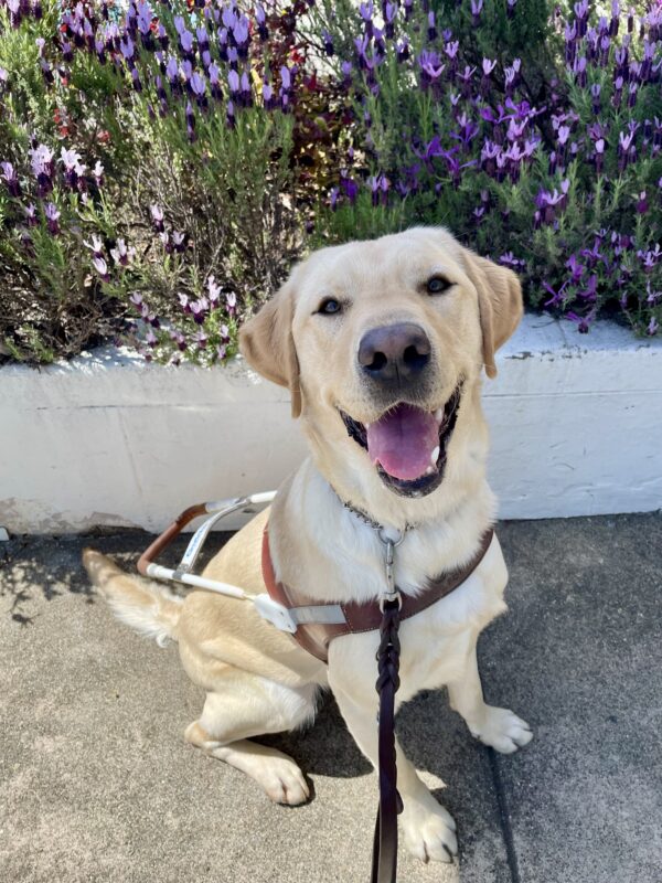 Arroyo sits in harness in front of a white retaining wall that's lined with colorful purple flowers. He is gazing directly at the camera with his mouth open in a smile.