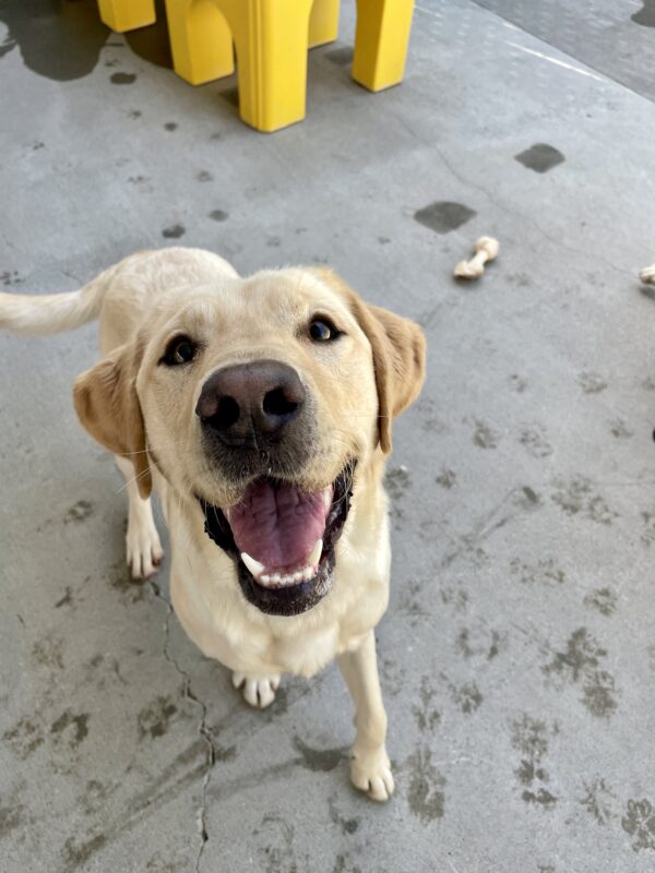 Arroyo is standing and playfully looking up at the camera with his mouth open and tail mid wag, enjoying time in community run. A yellow play structure and Nylabone are in the background.