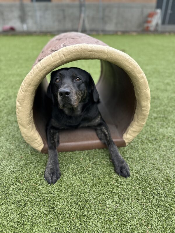 <p>Aura (a black brindled Lab) is lying down on the inside of a hollow faux log in the free run area. She is looking towards the camera.</p>