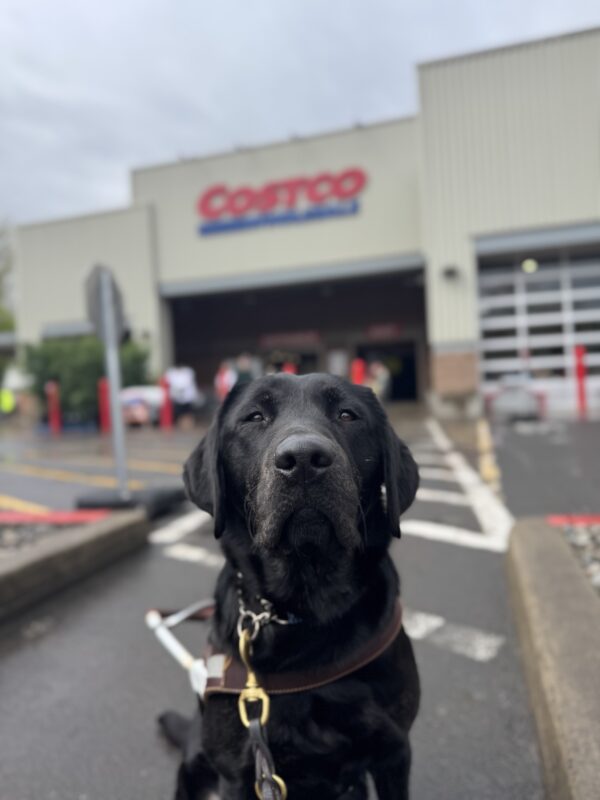 Brindle lab, Autumn, sits in the parking lot of costco. She is looking into the camera seriously while wearing her harness. One of her new skills is,