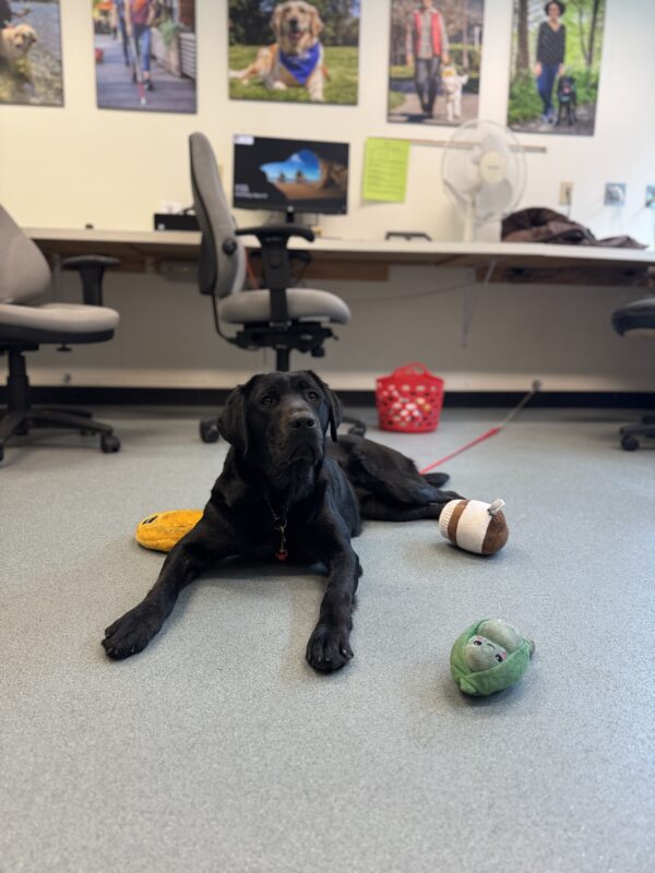 Brindle lab, Autumn, lies in the computer room on tiedown. Various stuffy toys are scattered around her.