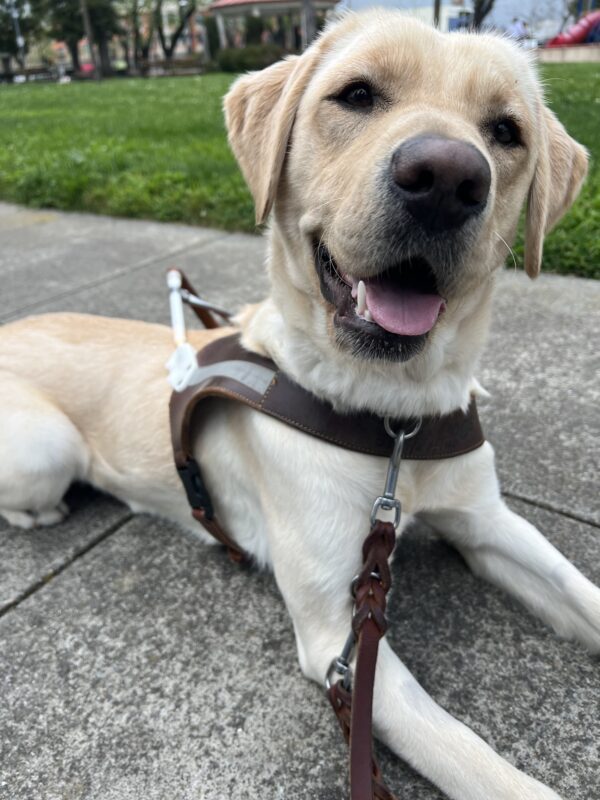 Avila is laying down in front of a patch of green grass. She is wearing her guide dog harness and looking off of the side of the camera. Her head is tilted slightly and her mouth is open with her tongue out.