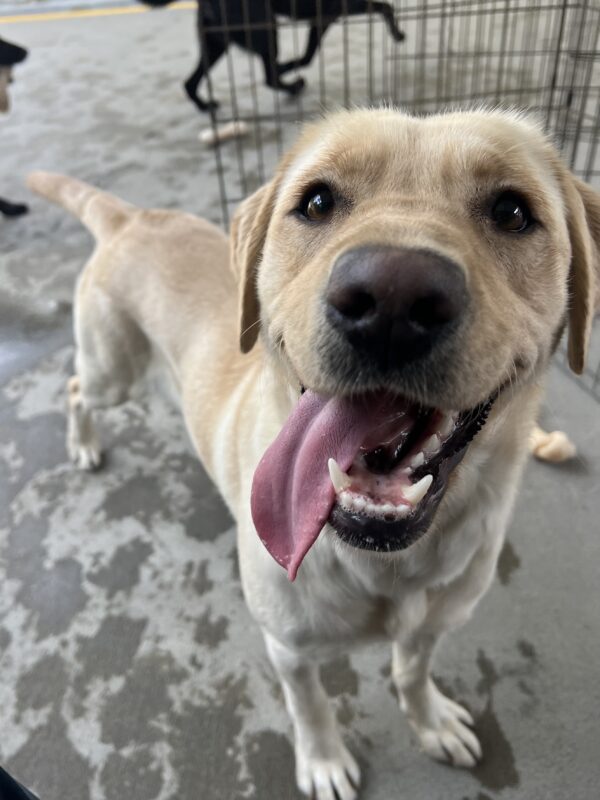 Avila is in the community run area of the kennels. She is looking up at her instructor who is taking her picture. Her tongue is hanging all the way out and off to the right side. She is clearly enjoying her playtime!