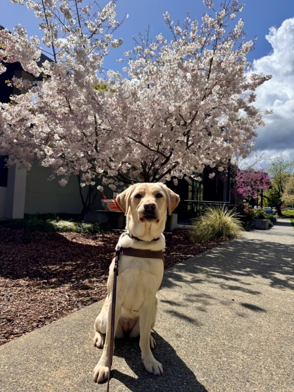 Aya sits in harness in front of a cherry blossom tree on the GDB campus. Her right lip is slightly tucked into her teeth as she looks directly into the camera.