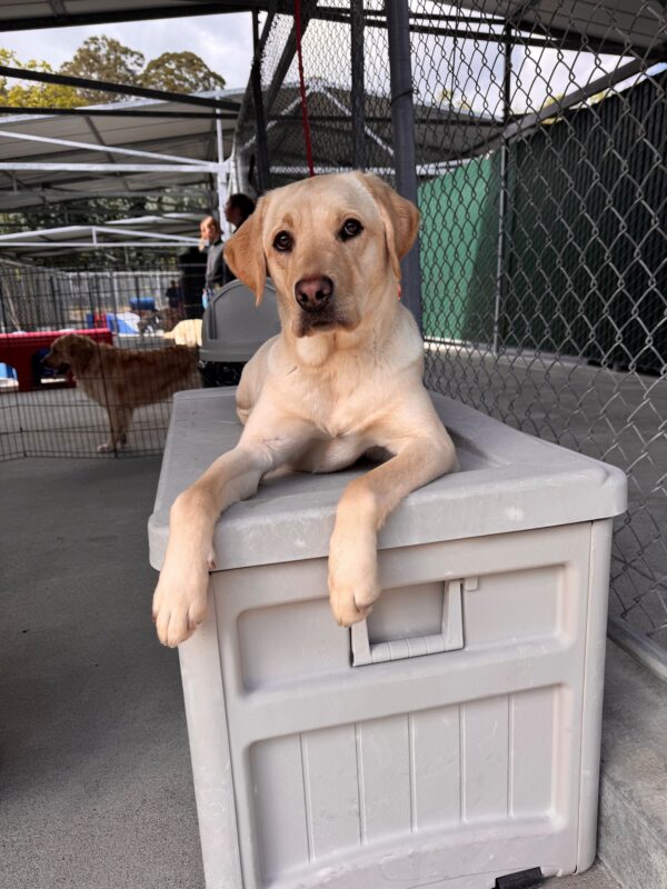 Aya lays on a large chest with her front paws dangling off, making her look very nonchalant and relaxed during community run play time. She gives side eye to the paparazzi aka her handler taking the photo.