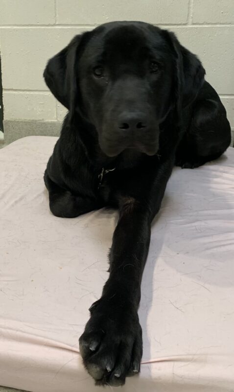 Male black lab