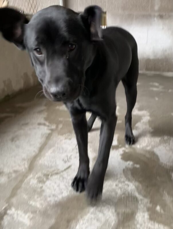 Male black lab