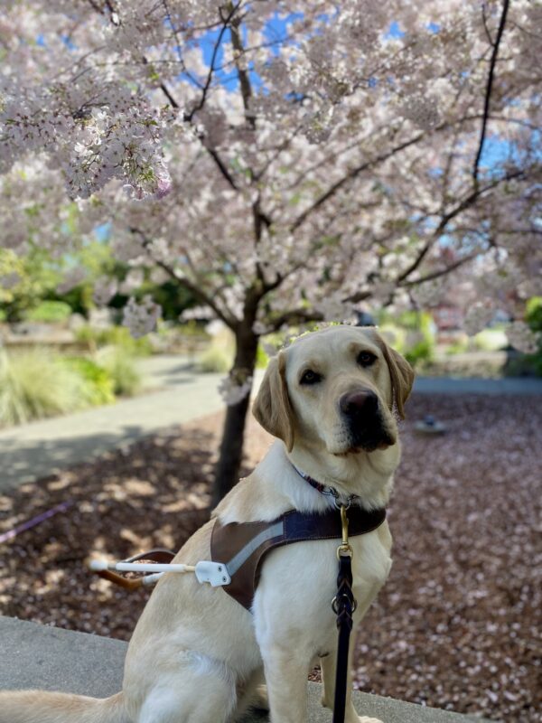 Belen is wearing her GDB harness while sitting, staring at the camera with her ears perked. Behind her is a beautiful tree in full bloom with thousands of pink flowers.