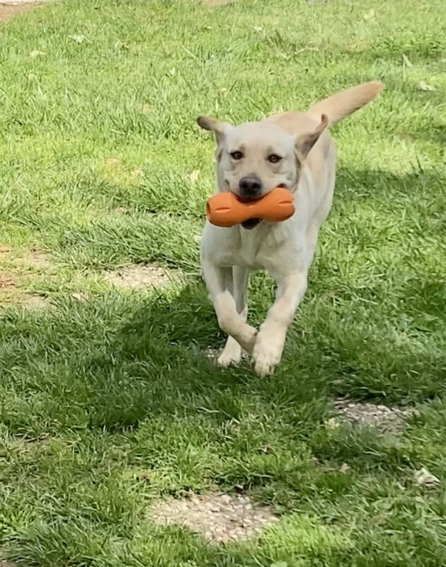 Belen is running on green grass with an orange toy in her mouth. She is captured mid-stride, with her front feet in the air.
