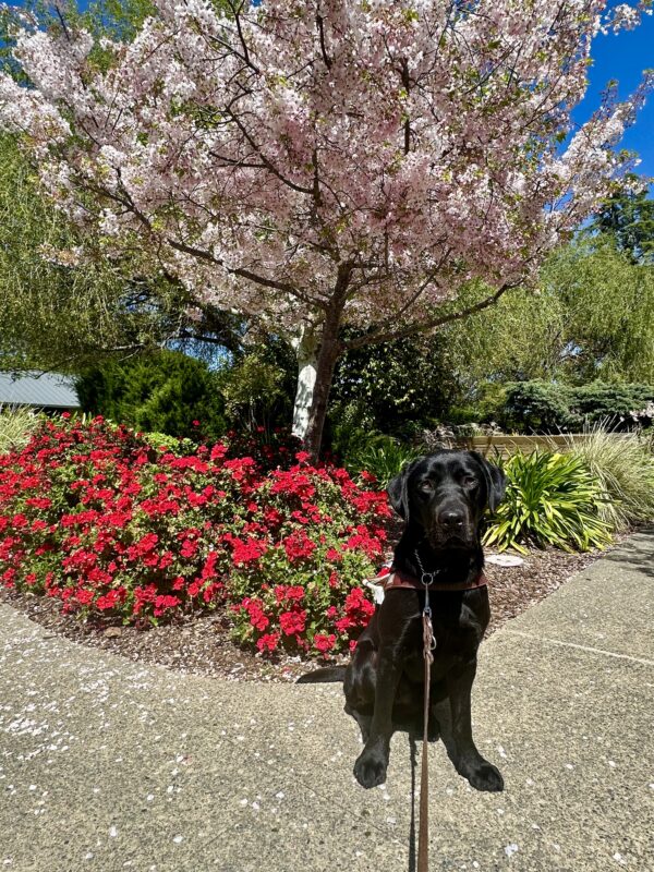 Bilbo is sitting on a concrete path in his guide dog harness on a sunny day. A blooming cherry blossom tree, red floral bushes, and green foliage are behind him.