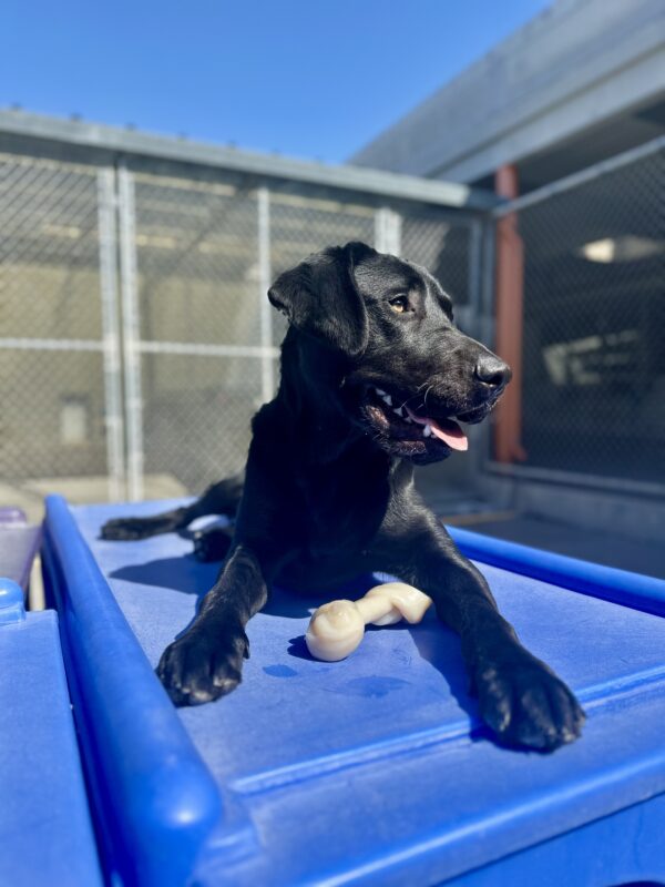 Bilbo is laying down on blue play furniture in our Community Run area. A bone is resting between his front legs, and he’s looking to the right of the camera as he pants with his tongue slightly out.