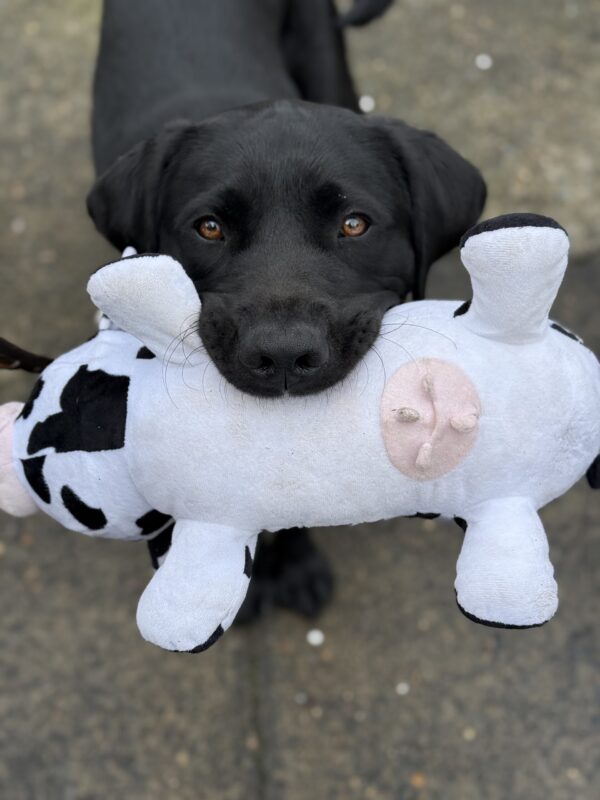 Bingo looks up at the camera while holding a stuffed cow toy in his mouth. The underside of the cow (udder included) is facing away from him, toward the camera.