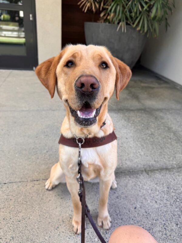 Blue sits in harness on a cement stage. He looks sweetly into the camera with an open mouth, giving the impression of a smile.