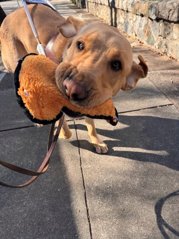 Blue makes a silly face with his eyes looking at the camera, mouth wrinkled around a soft toy, and ears flopping in different directions as he parades around a soft toy.